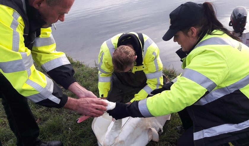 Een viervoeter op vrije voeten kan uitmonden in een tragedie.