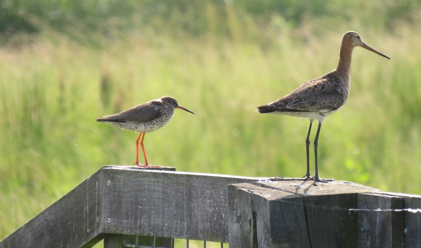 De prijs in de categorie 'Natuurbescherming'ging vorig jaar naar Ellen Keizer.