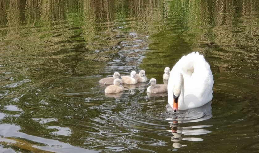 Er zit genoeg voedsel in het water voor zwanen