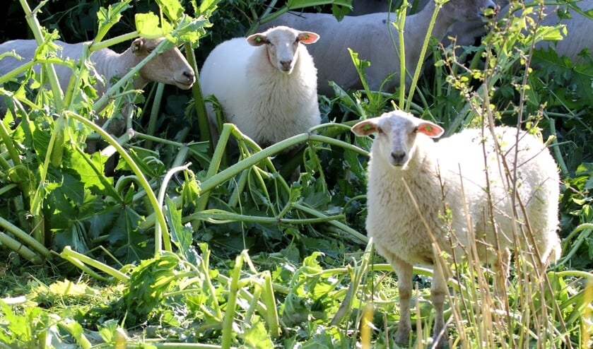 Deze schapen beschouwen de berenklauw als een lekkernij!