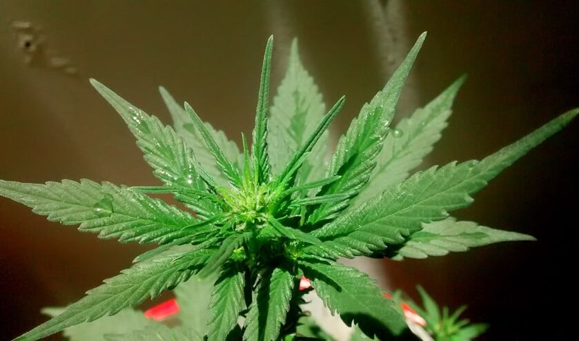 "Op diverse plaatsen in Nederland heeft men pogingen ondernomen de opgroeiende jeugd te beschermen door de straathandel te bestrijden middels gereguleerde verkoop van soft drugs en de rest actief te vervolgen."