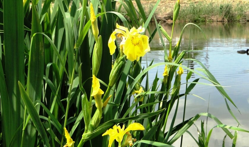 Ontdek hoe mooi de natuur in Hellevoetsluis is. (Foto: PR)