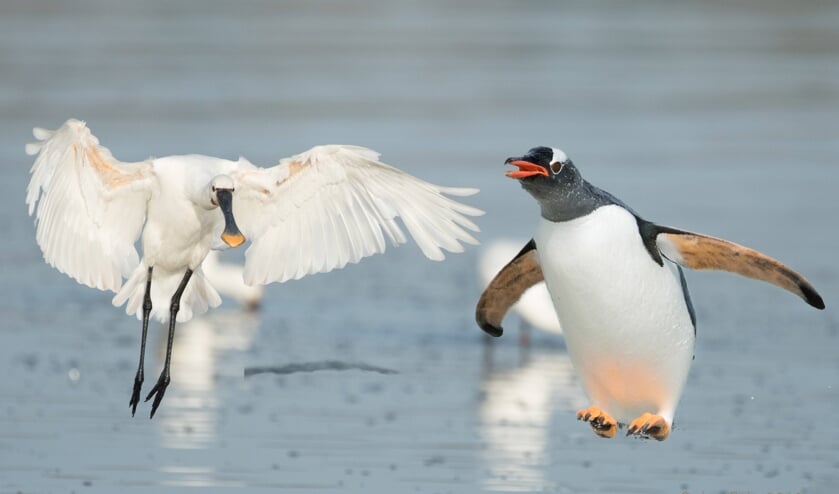Bijzondere ontmoetingen dichtbij en ver weg in de natuur door Jan Baks (Foto: Jan Baks)