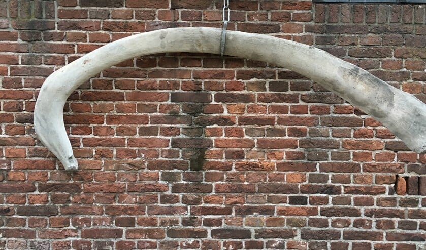 De walvisrib in Geervliet.