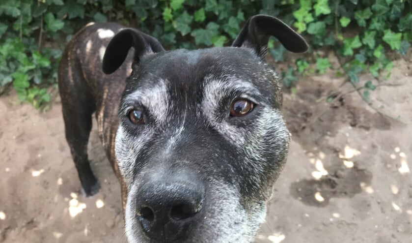 Zeg nou zelf, deze George Clooney onder de staffords verdient een baasje toch...?