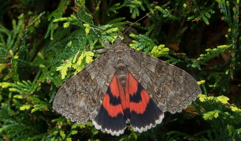 Het rood weeskind was altijd de meest voorkomende soort van het stel. (foto: Ab Baas)