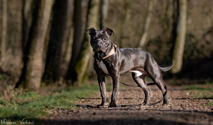 Heb jij belangstelling voor Trip, neem dan contact op met de dierenbescherming via 088-3437137.