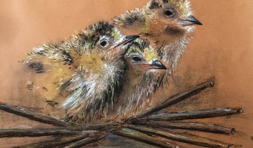 Vogeltjes kijken de wijde wereld in. (Foto: Wim Weeda)