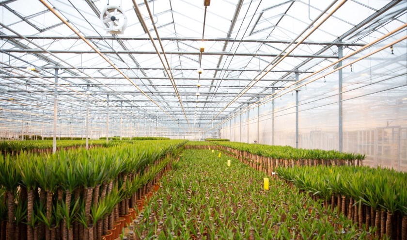 Trias Westland is een initiatief van HVC, Capturam, Royal FloraHolland en een grote groep glastuinbouwondernemers.