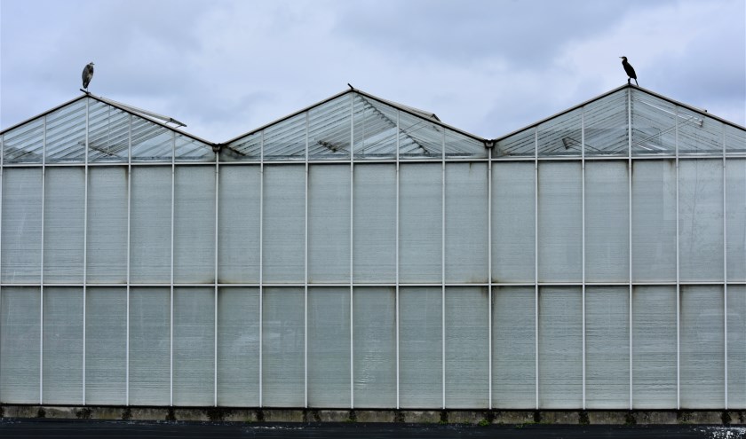 De glastuinbouw in het Westland kan niet zonder arbeidsmigranten. De huisvesting is echter een probleem.