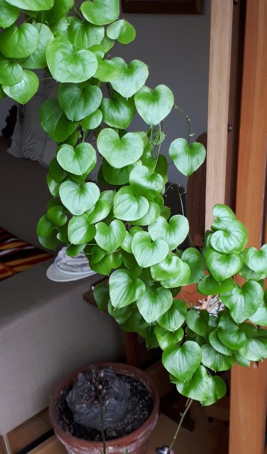 Schildpaddenschildplant of Olifantsvoet - 'Het is de Dioscorea, soortnaam Yam.' (Foto: Marias Velthuizen)
