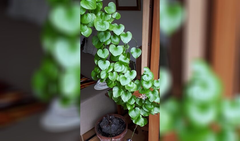 Schildpaddenschildplant of Olifantsvoet - 'Het is de Dioscorea, soortnaam Yam.' (Foto: Marias Velthuizen)
