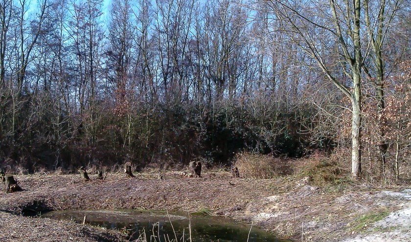 De werkzaamheden zijn in het Bunkerbos aan de Hofdijkseweg, eigendom van Natuurmonumenten.