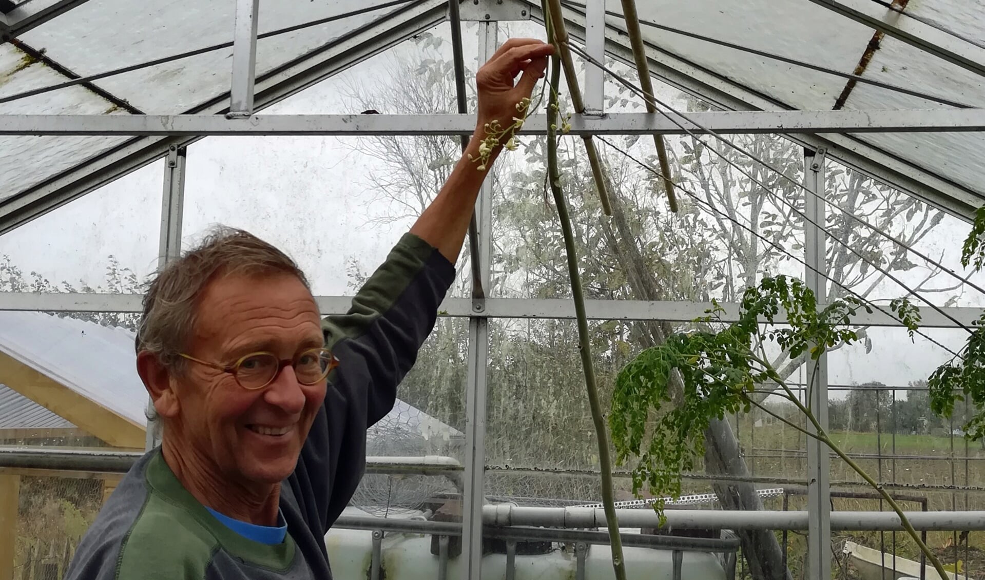 Cees Breederland uit Stellendam heeft in de moringa oleifera,, ook wel ‘wonderboom’, een boom gevonden die veel voor de gezondheid doet. 