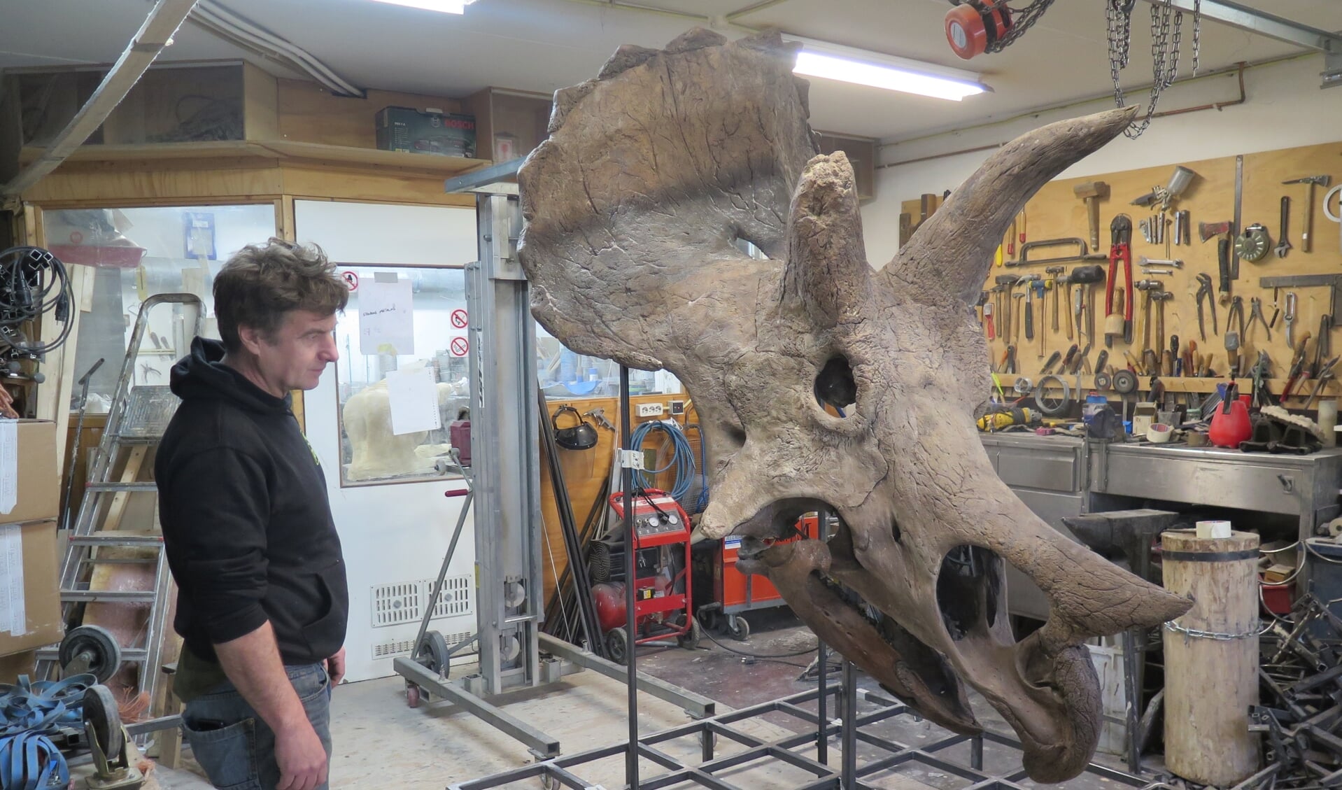 De schedel van de Triceratops heeft het kenmerkende nekschild en drie hoorns