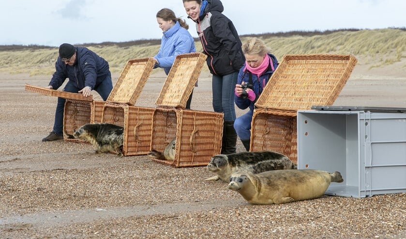 Het ging zo goed met Beer dat hij vorige week op het strand bij Ouddorp werd vrijgelaten. Fotograaf Wil van Balen mocht er bij zijn!