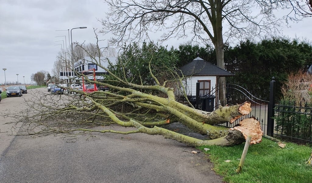 Enorme Tak Van Boom Breekt Af Door Storm Kanaalweg Oostzijde