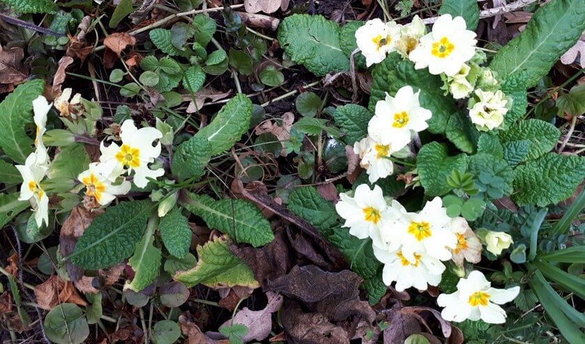 "Bij ons in de tuin staan alle drie de soorten. De gewone doet het hier veruit het best." (Foto: Marias Velthuizen)