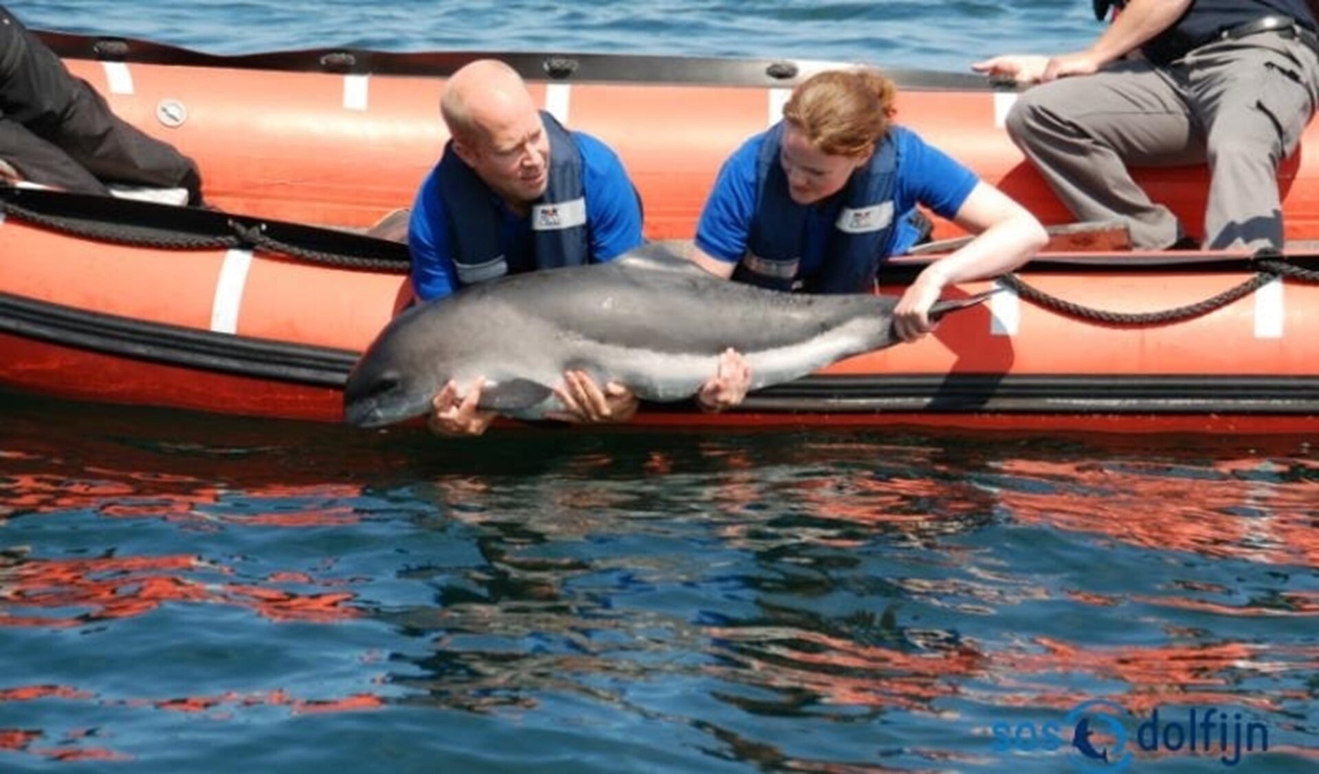 SOS Dolfijn kan van alles vertellen over deze dieren in de Noordzee. 
