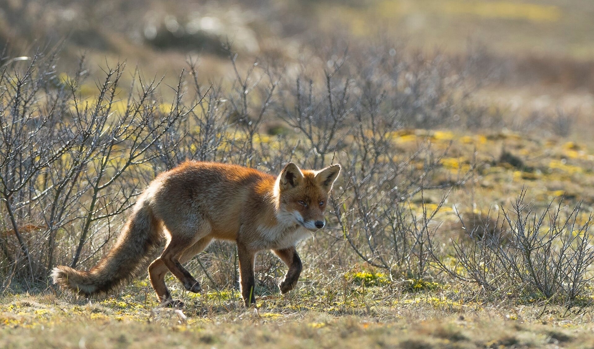 De vos heeft zich al gevestigd op Voorne-Putten en Goeree-Overflakkee (Foto: Jan Baks)