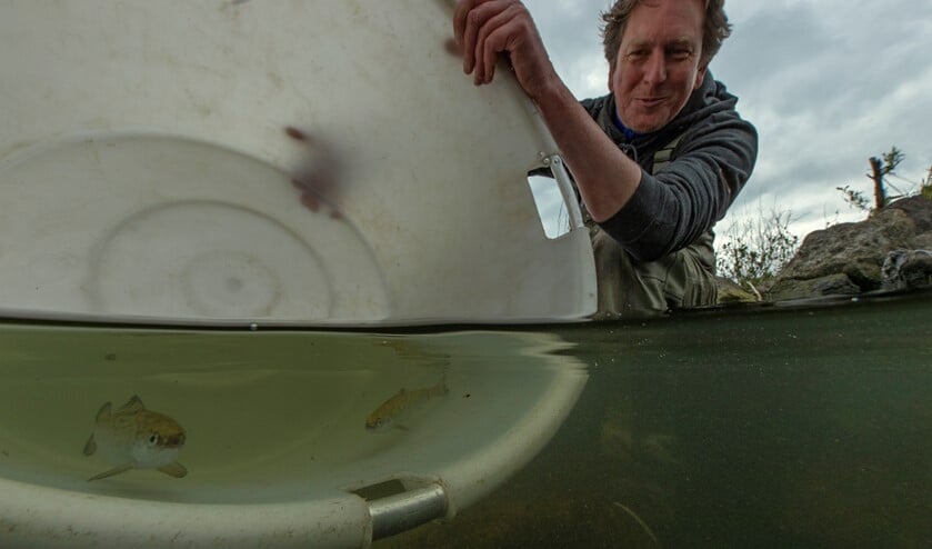 Uitzetten jonge zalm (Foto: blikonderwater)
