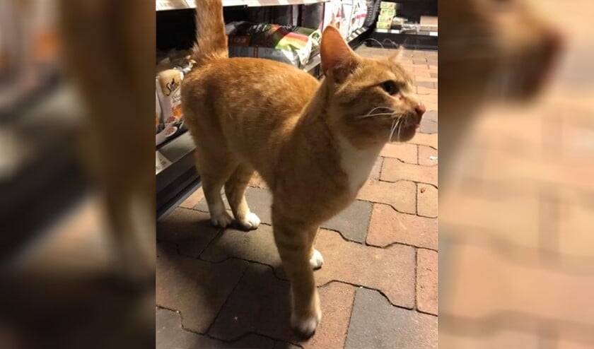 Neem niet zomaar een vreemde kat in huis.