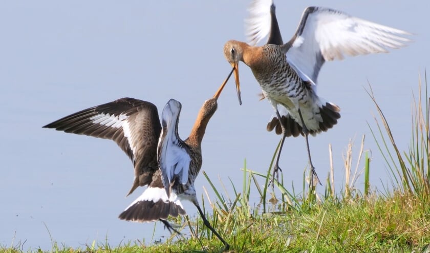 De winnende foto van Grutto's in paringsdans in de Duifpolder is van Jacob Bouw. Foto: (PR)