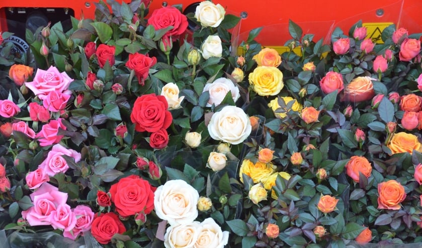 Geef uw tuin kleur met potrozen van de lokale kweker.