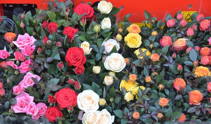 Geef uw tuin kleur met potrozen van de lokale kweker.
