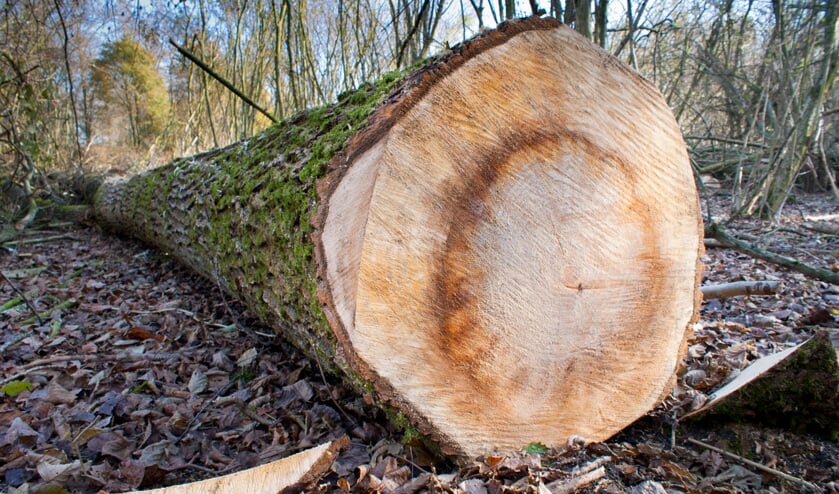 Worden gezondheid en gedrag van inwoners beïnvloed door het kappen van bomen?
