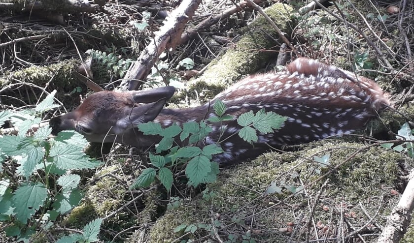 Voor wie een reekalfje vindt: raak het dier niet aan. Bel politie of dierenambulance. Zij staan in contact met wildexperts.