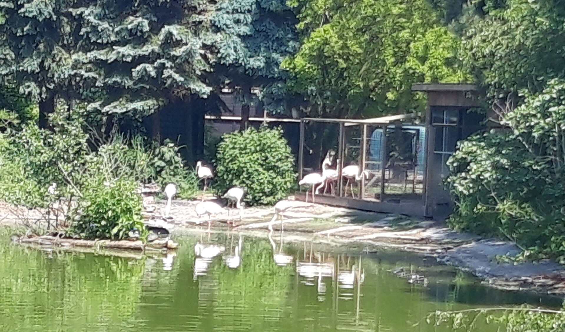 De flamingo's zijn één van de blikvangers in faunapark Flakkee.
