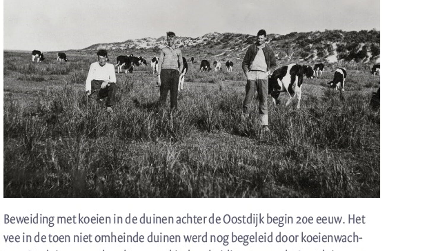 Beweiding met koeien in de duinen begin 20ste eeuw.