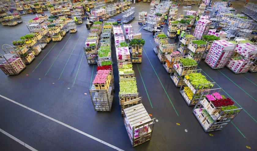 De bloemenexport daalde in maart met 26 procent ten opzichte van vorig jaar.