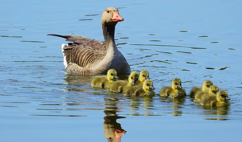 Moeder de gans houdt haar jonge ganzenkuikens nauwlettend in de gaten.