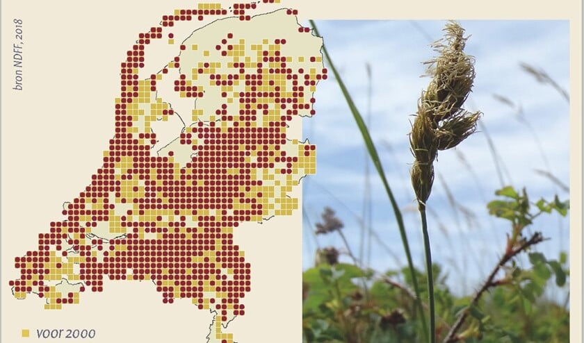 Tekst en beeld ontleend aan: Rolf Roos (red.) Bloeiende duinen. Uitgeverij Natuurmedia, 2019.