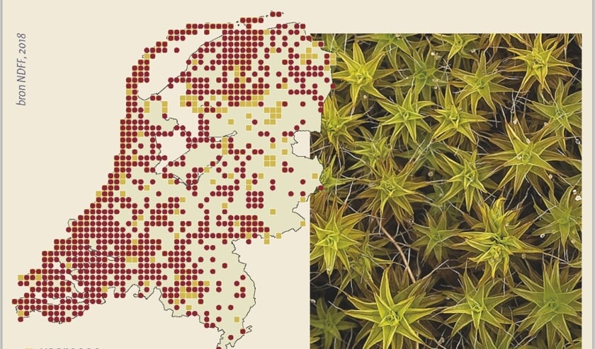 Tekst en beeld ontleend aan: Rolf Roos (red.) Bloeiende duinen. Uitgeverij Natuurmedia, 2019.