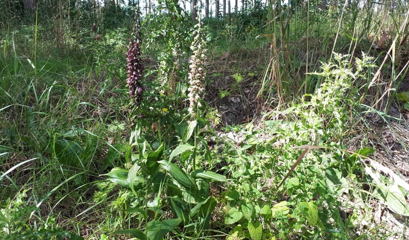 Brede Wespenorchissen in het bos (Foto: Marias Velthuizen)