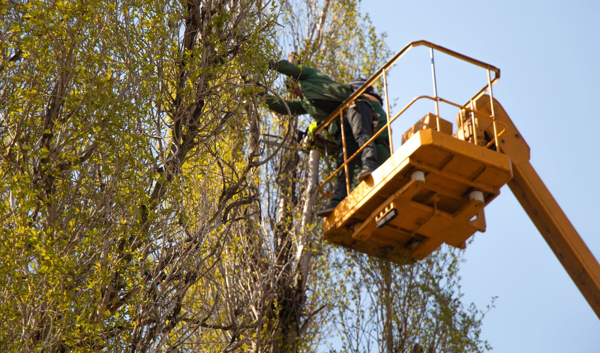 De boomverzorgers zien eventuele problemen op tijd en kunnen dit door begeleidende snoei voorkomen. 