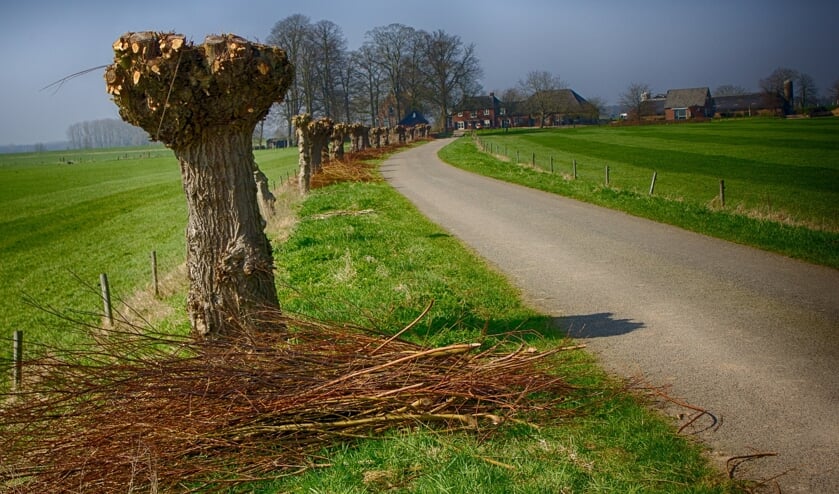 <p>Knotwilgen typeren het Hollanse landschap al eeuwenlang. </p>