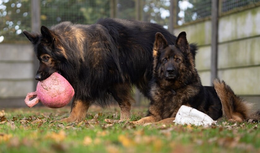 Bo en Fargo spelen graag, zeker met een bal. (foto: pr)