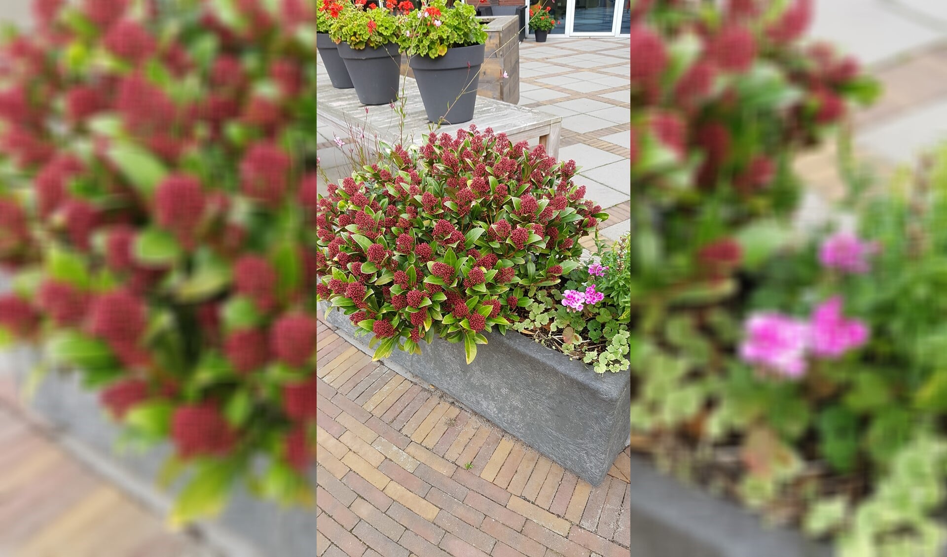 Zo staat er een prachtige Skimmia,.....