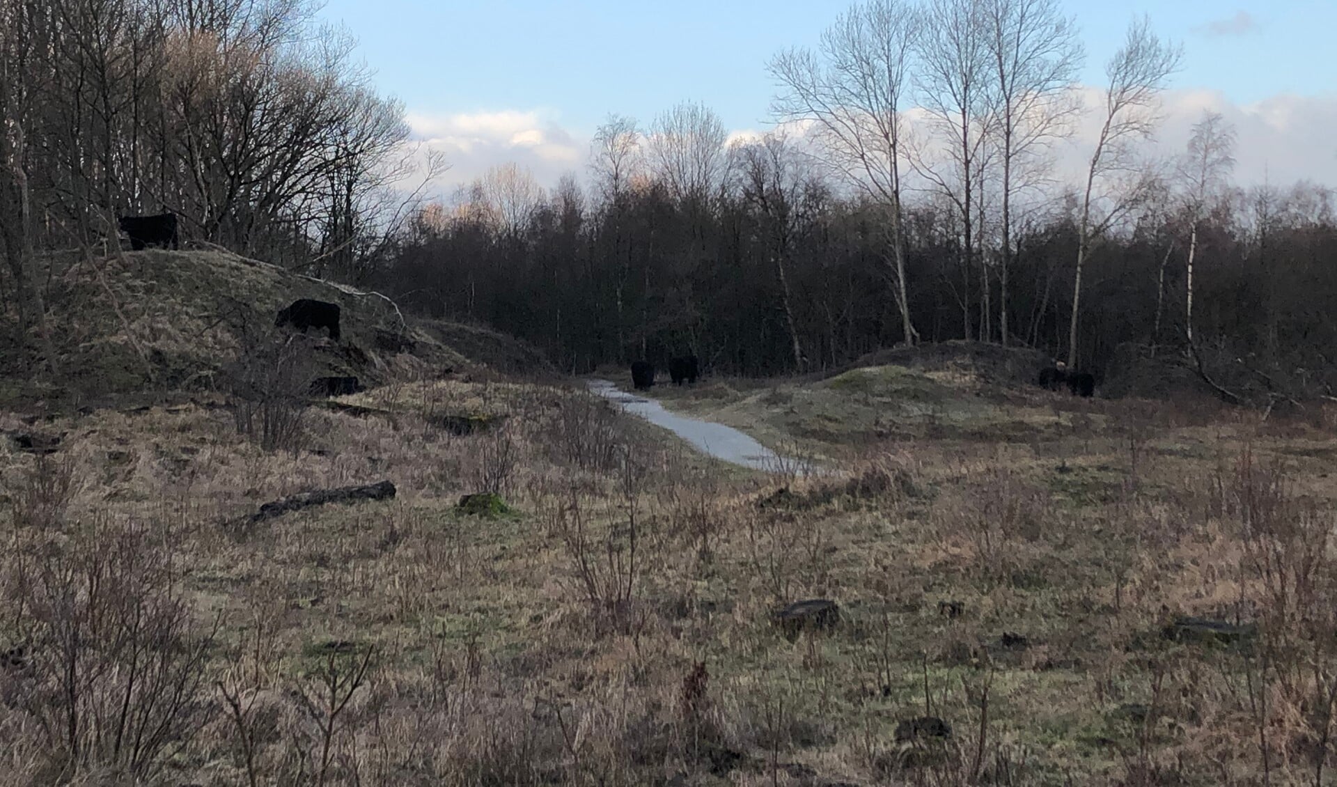 In de duinen zullen beheerklussen plaats gaan vinden met hulp van de jeugd (Foto: MdN)