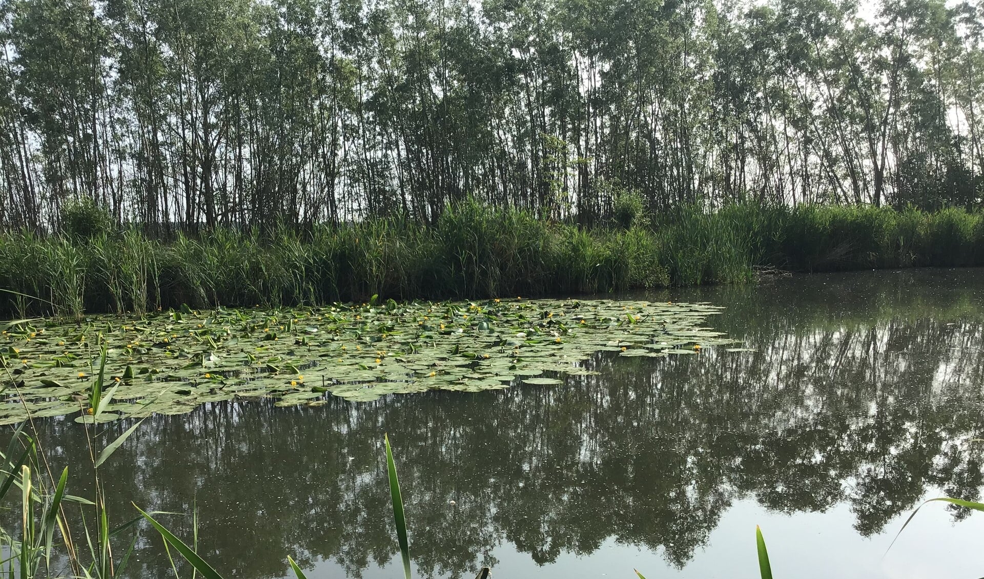 Een kreek in het gebied van Hollandse Delta (Foto: Water Natuurlijk)