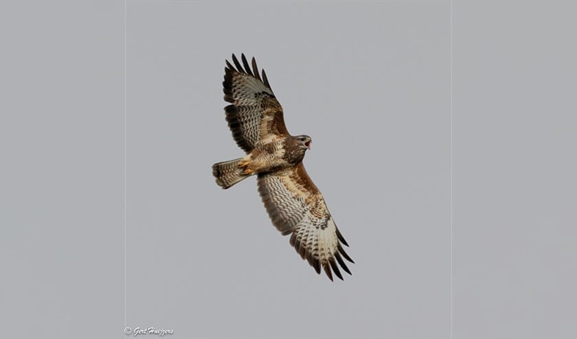 <p>Nu kunnen de vogels - waaronder de buizerd - hun gebied in alle rust gebruiken voor de zorg voor nageslacht </p>
