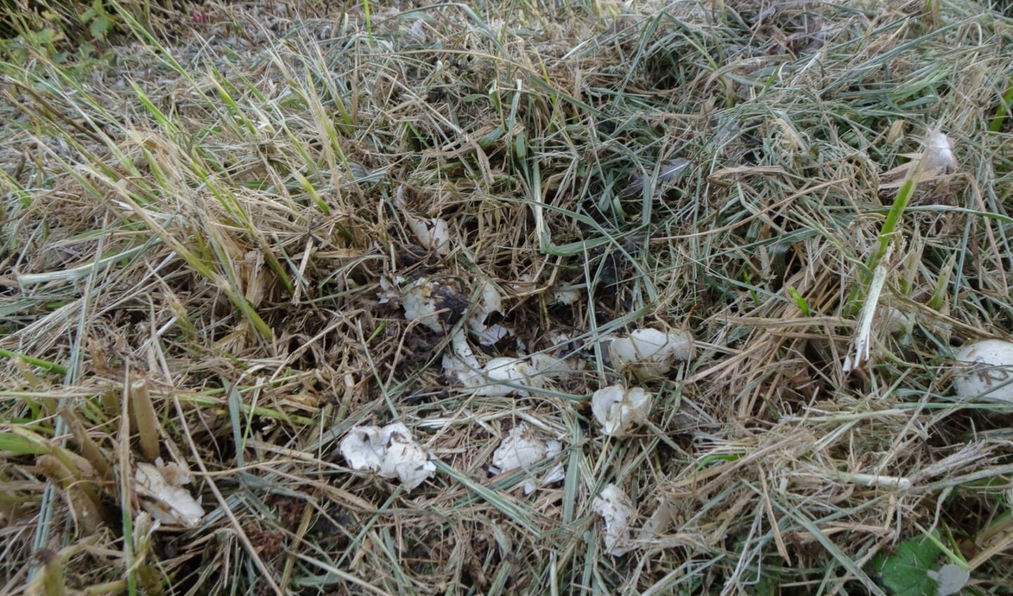  Eierschalen resteren van een vermalen eendennest 