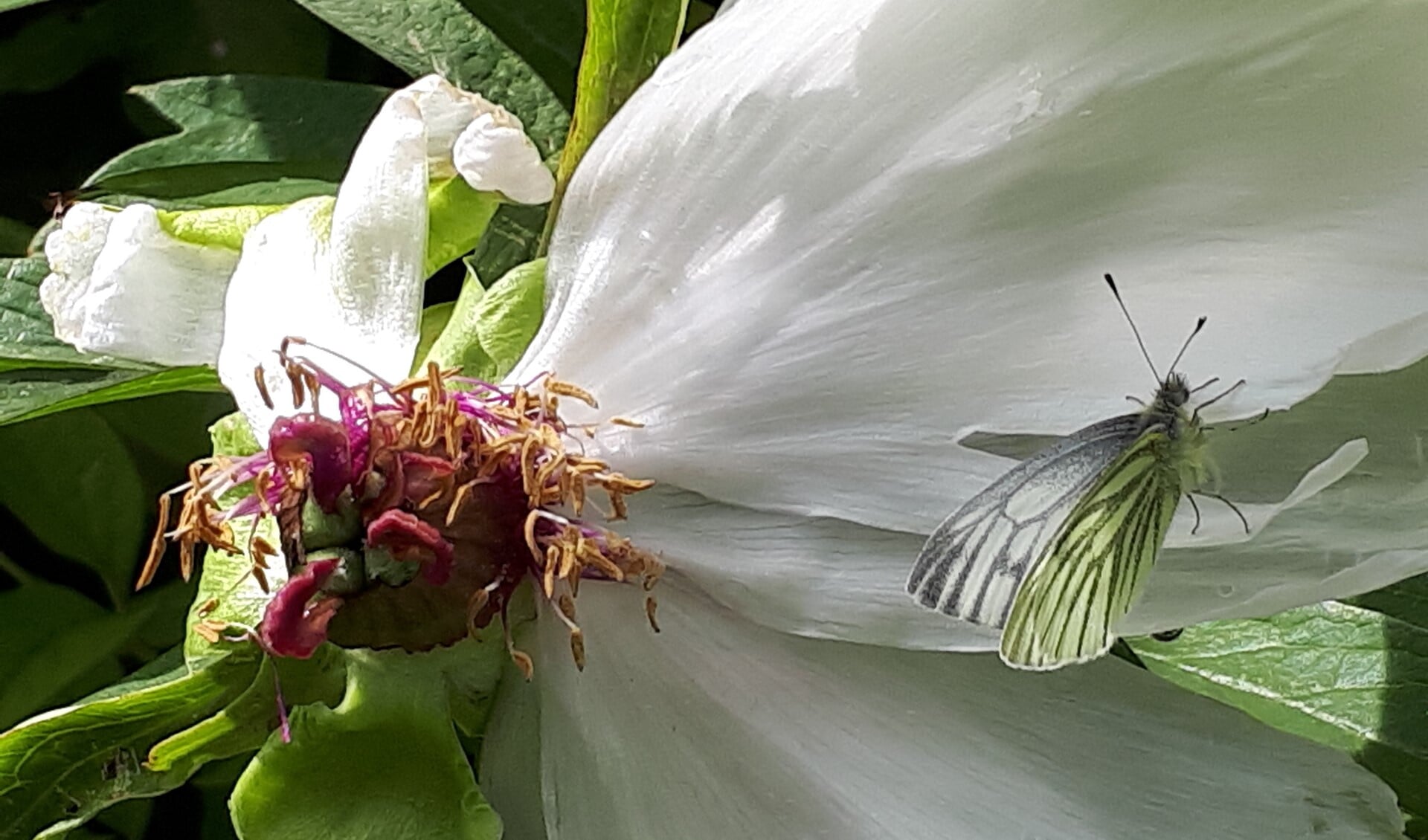 Na het bekijken van de vleugels is de conclusie, dit is het klein geaderd witje. (Foto Marian Leijdsman)