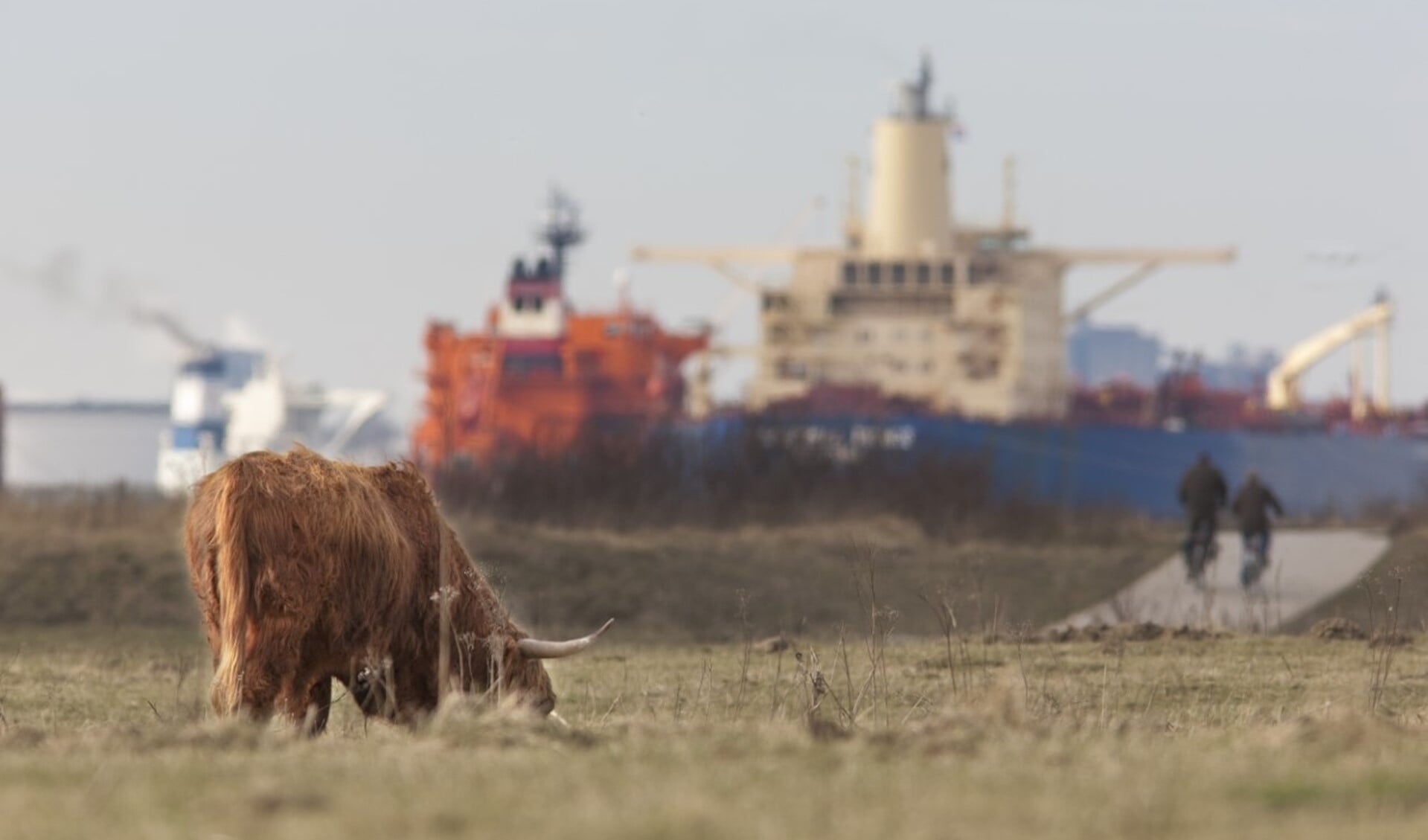 Schotse hooglanders op de Landtong