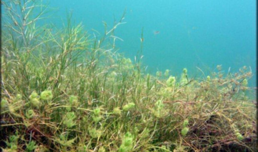 <p>Waterplanten zorgen voor structuur in de sloot.</p>