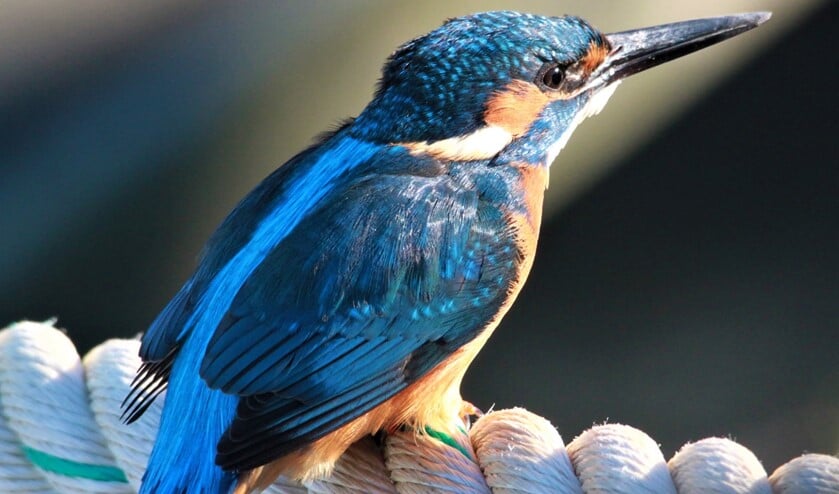 <p>Prachtige foto van de ijsvogel. Ook wel 'ijzervogel', die naam slaat op de metaalachtige glans van het blauwe verenkleed. (foto: Bart-Jan Baaijens)</p>